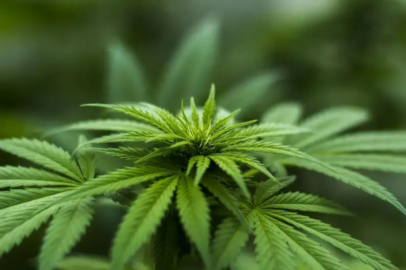CME Group将大麻定价数据纳入DataMine平台